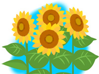 ひまわり